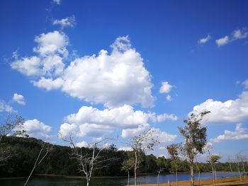 Low angle view of trees against sky