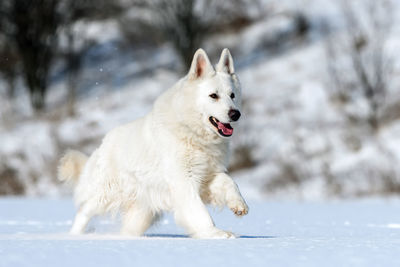 Dog in snow