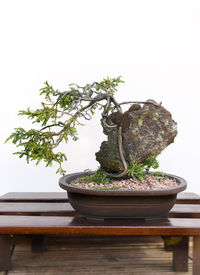 Close-up of potted plant on table