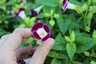 Close-up of hand holding purple flowering plant