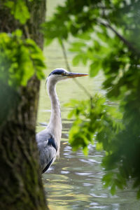 Close-up of gray heron in water