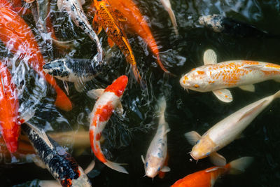 Fish swimming in pond