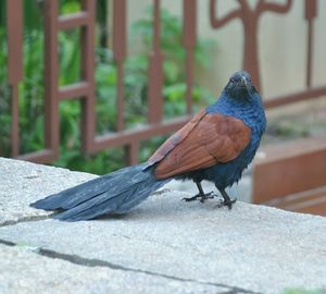 Close-up of bird perching outdoors