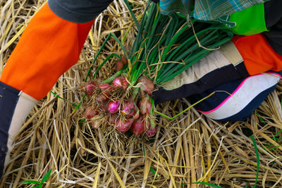 Low section of person standing on grass