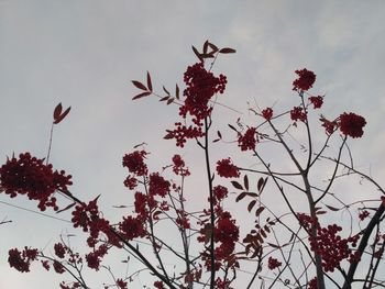 Low angle view of flowering plants against sky