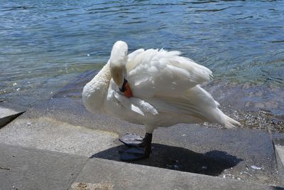 Close-up of swan swimming in lake