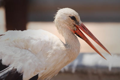 Close-up of bird