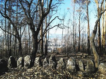 Bare trees in forest against sky