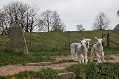 Sheep on grassy field