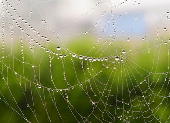 spider web