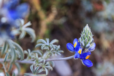 Close-up of flowers blooming outdoors