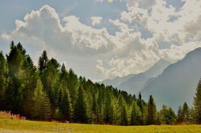 Scenic view of field against sky