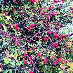 Red flowers growing on tree