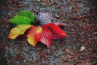 Close-up of flower on autumn leaves