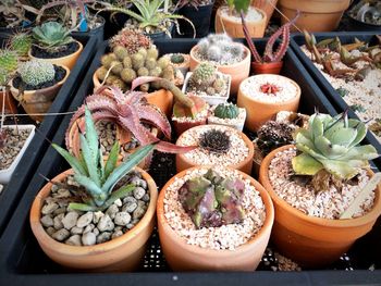 High angle view of cactus potted plants for sale