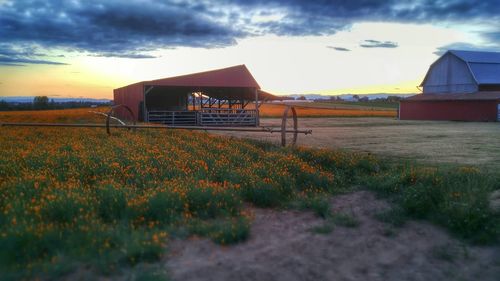 Plants growing on field at sunset