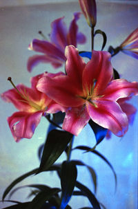 Close-up of flowers blooming indoors