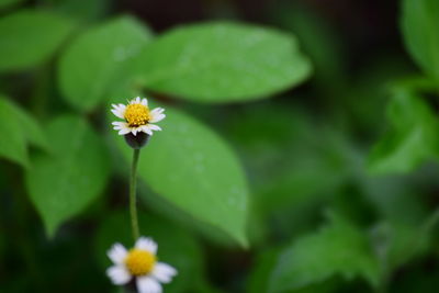 Close-up of white flowering plant