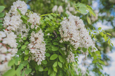 Close-up of white flowers on tree