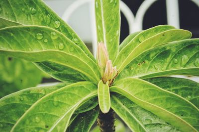 Close-up of wet plant