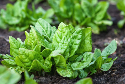 Spinach plants growing in the vegetable garden