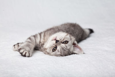 A cute scottish straight kitten lies on a white plaid.