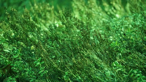 Full frame shot of plants on field