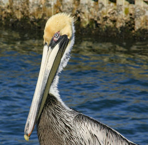 Close-up of a bird