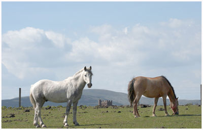 Horses standing in a field