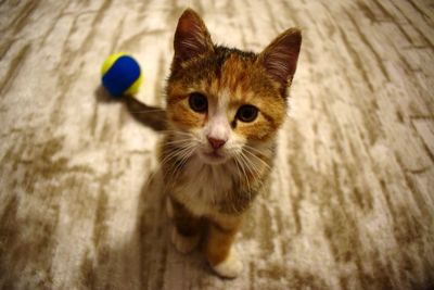 High angle portrait of cat by kitten