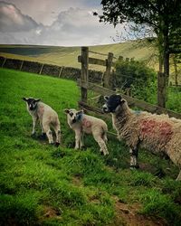 Sheep standing on field against sky