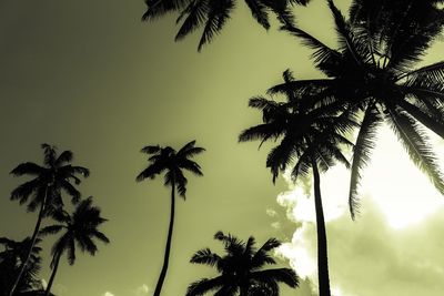 Low angle view of palm trees against sky