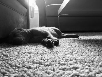 Dog sleeping on floor