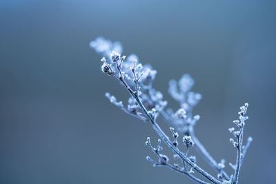 Morning ice crystals forming on plants,, leaves, barley for texture winter layers and backgrounds