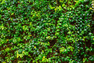 Full frame shot of trees in forest