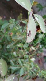 Close-up of insect on leaf