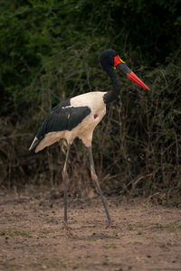 Close-up of bird on field