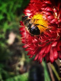 Close-up of bee pollinating on flower