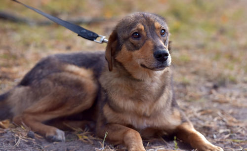 Portrait of dog sitting on land