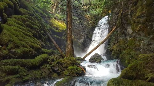 Scenic view of waterfall in forest