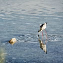 Bird in a lake