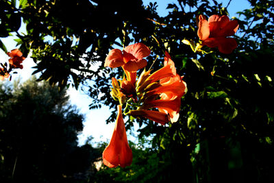 Low angle view of orange flowering plant