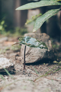 Close-up of taro on plant