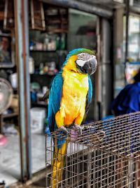 Close-up of a bird perching outdoors