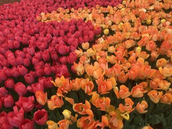 Full frame shot of flowering plants