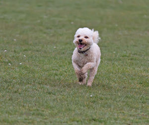 Dog running on grass