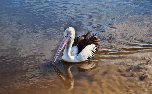 View of birds swimming in lake