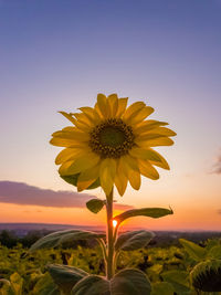 Close up of sunflower plant growing in the field in a sunny autumn day. organic and natural.