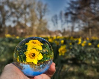 Close-up of hand holding yellow flower