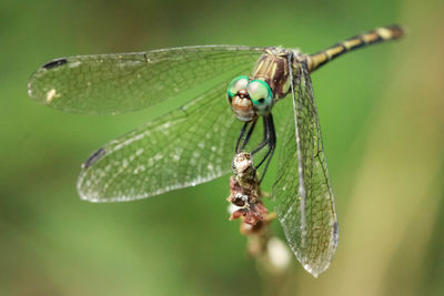 Close-up of dragonfly on leaf